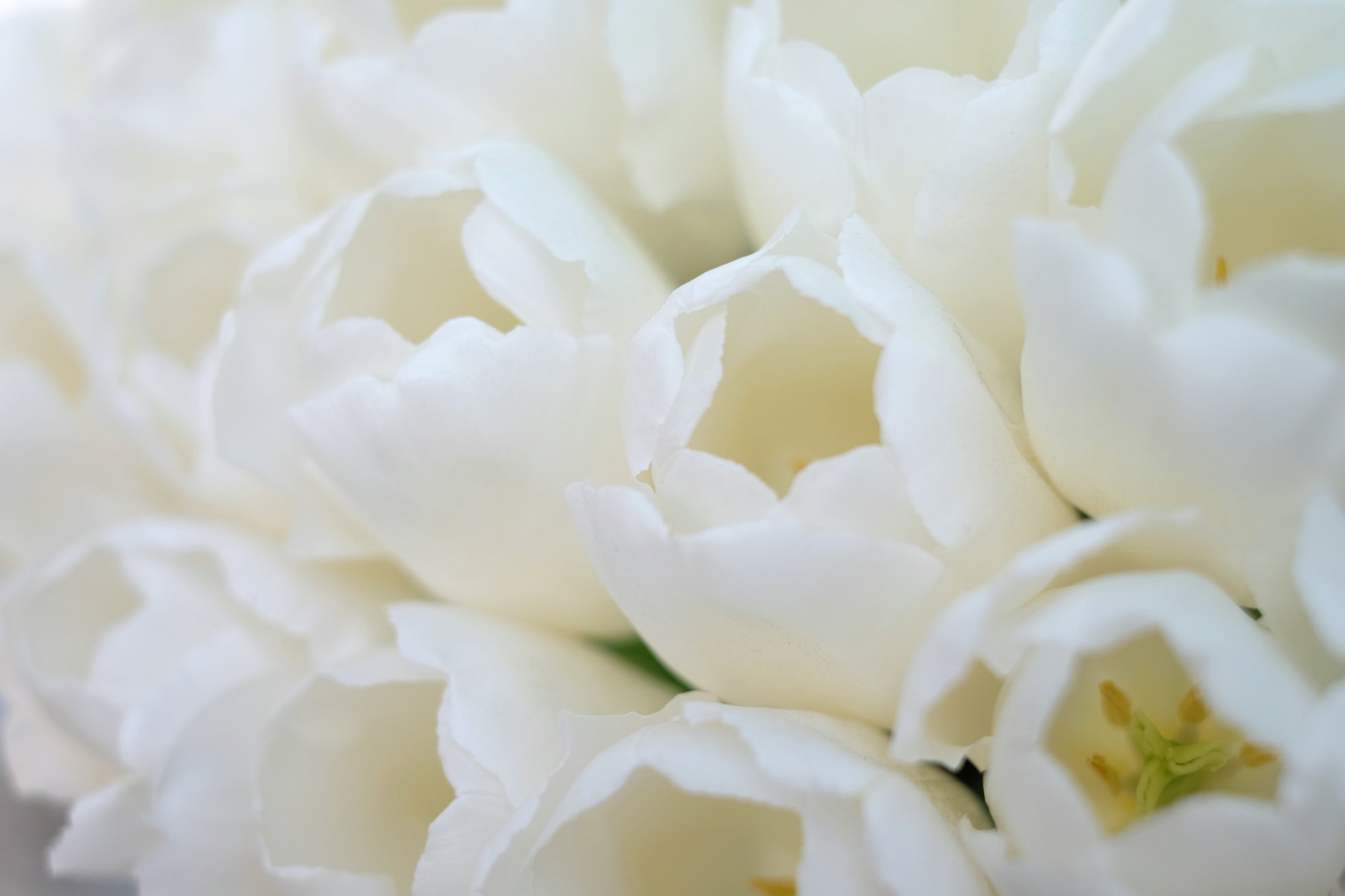 White tulips background